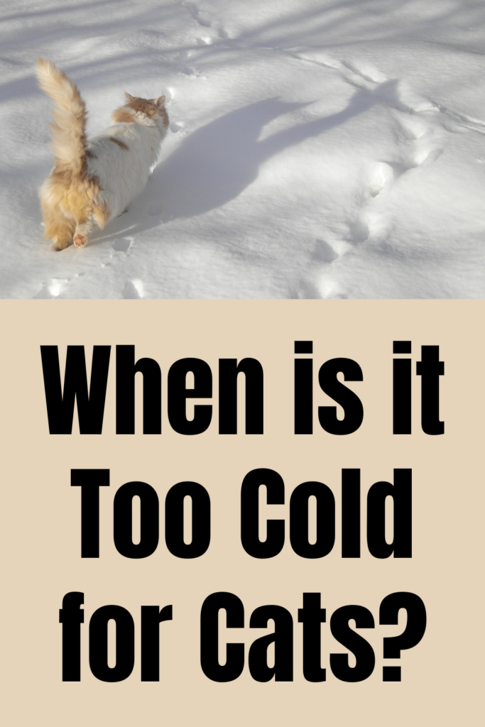 Keeping Outdoor Cats Warm in Winter Specific Things To Do