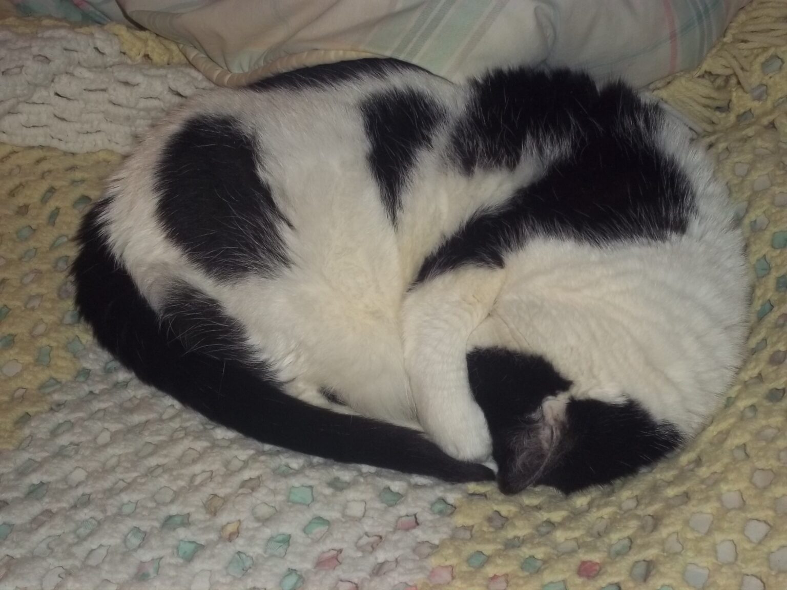 How Much Do Cats Sleep? Is Your Cat Sleeping Too Much?