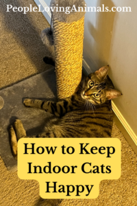 how to keep indoor cats happy