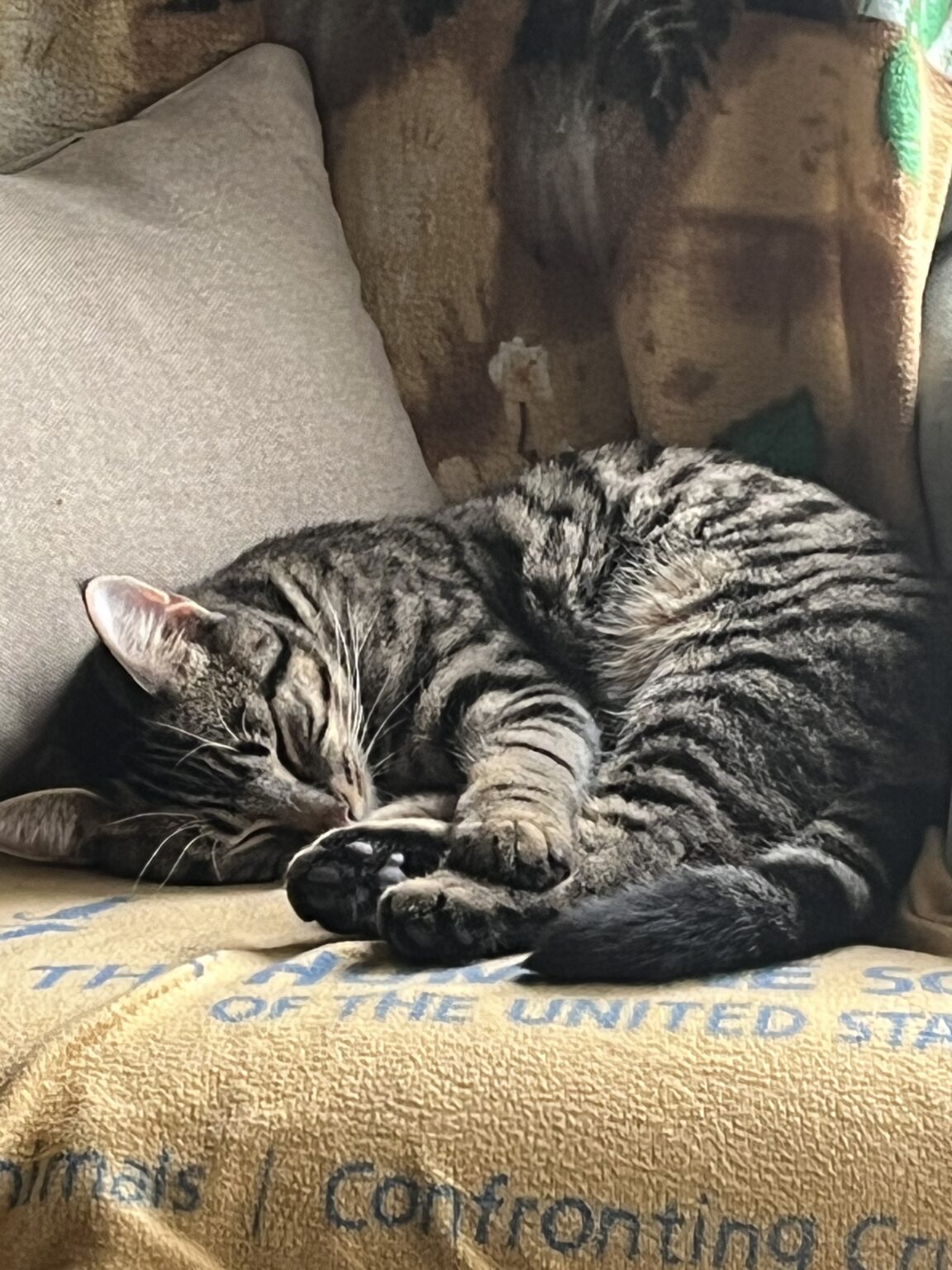 How Much Do Cats Sleep? Is Your Cat Sleeping Too Much?