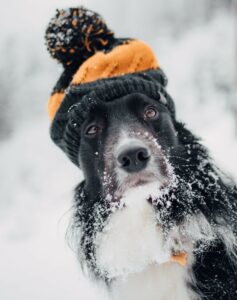 Keeping Outside Dogs Warm in Winter