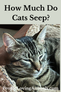 how much do cats sleep?
