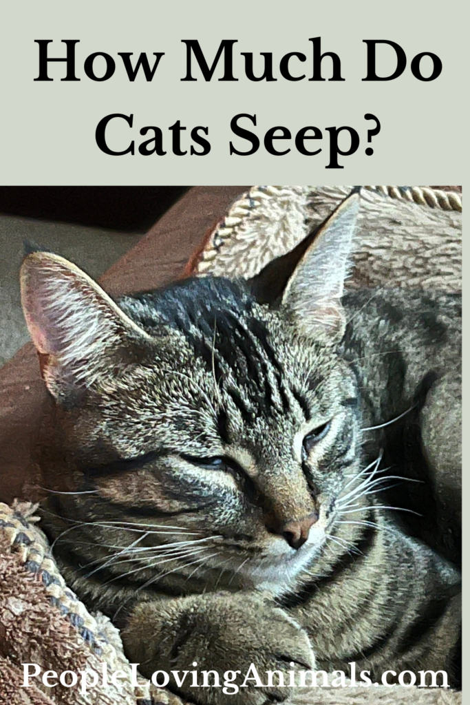 How Much Do Cats Sleep? Is Your Cat Sleeping Too Much?