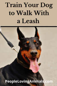 train your dog to walk with a leash