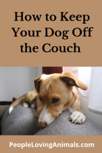 How to Keep Your Dog Off the Couch - 5 Effective Steps