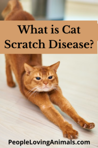 what is cat scratch disease