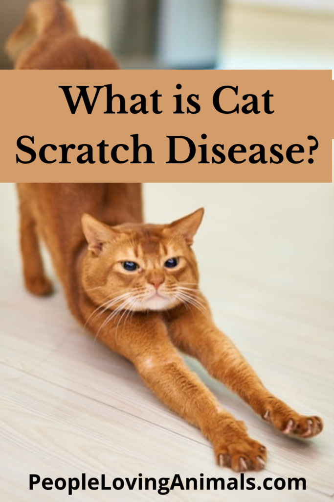 What is Cat Scratch Disease? AKA Cat Scratch Fever