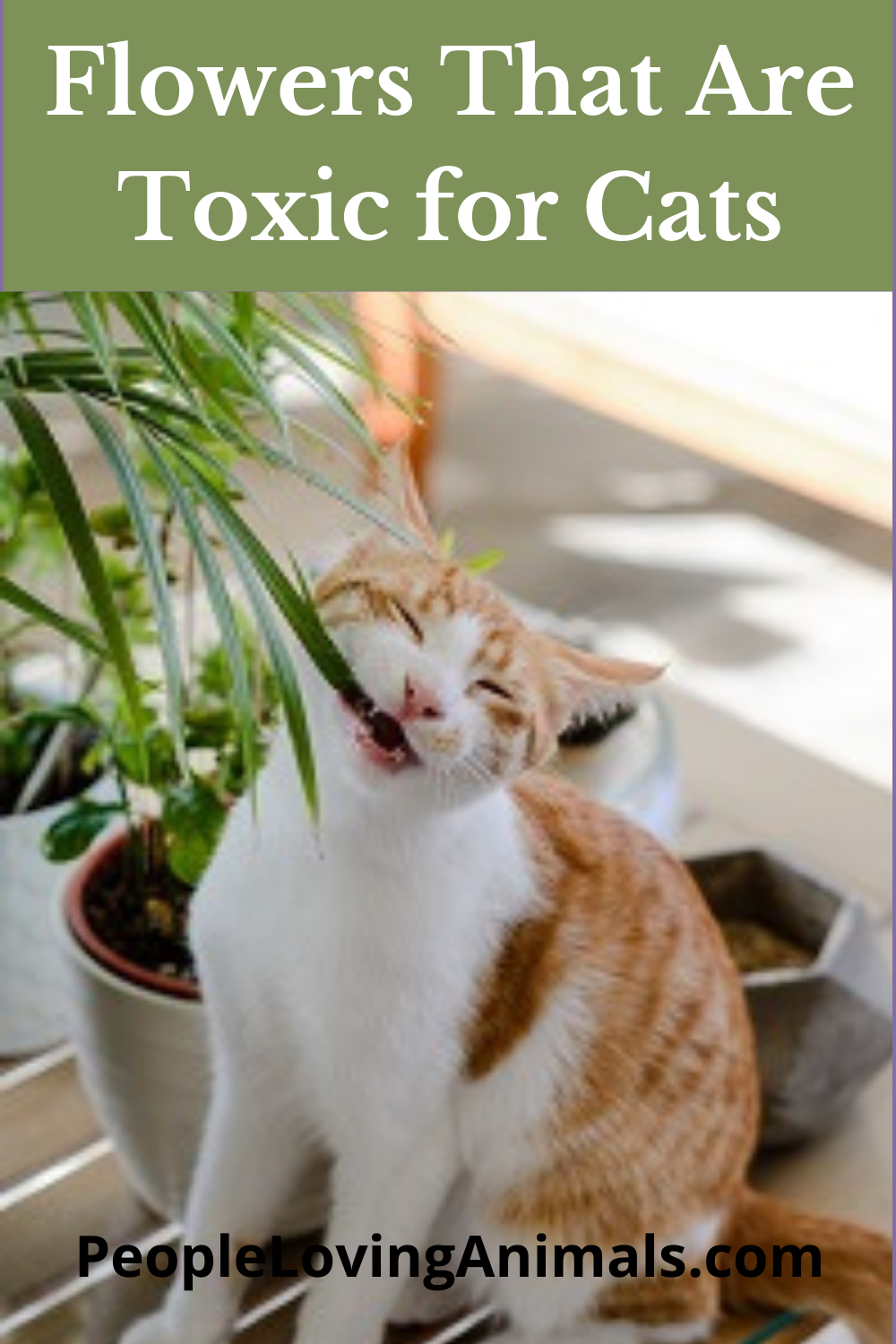 Flowers That Are Toxic for Cats And Which Ones are Safe!