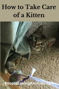 how to take care of a kitten