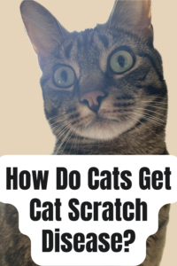 how do cats get cat scratch disease