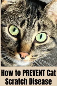 how to prevent cat scratch disease