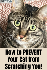 how to prevent your cat from scratching you