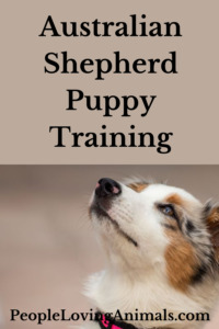 australian shepherd puppy training