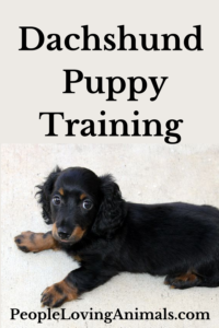dachshund puppy training