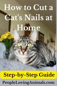 how to trim a cat's nails at home