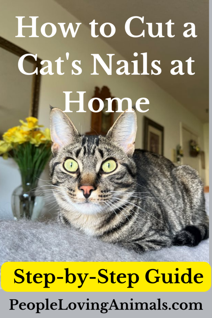 How to Cut a Cat’s Nails at Home StepbyStep Guide