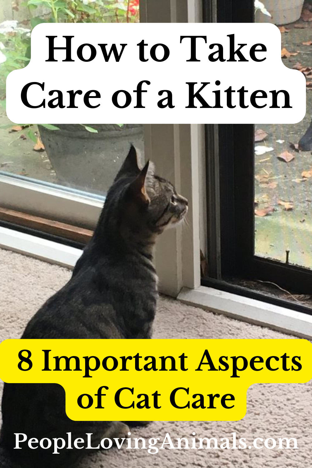 How to Take Care of a Kitten 8 Important Aspects of Care