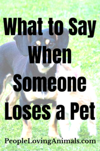 what to say when someone loses a pet