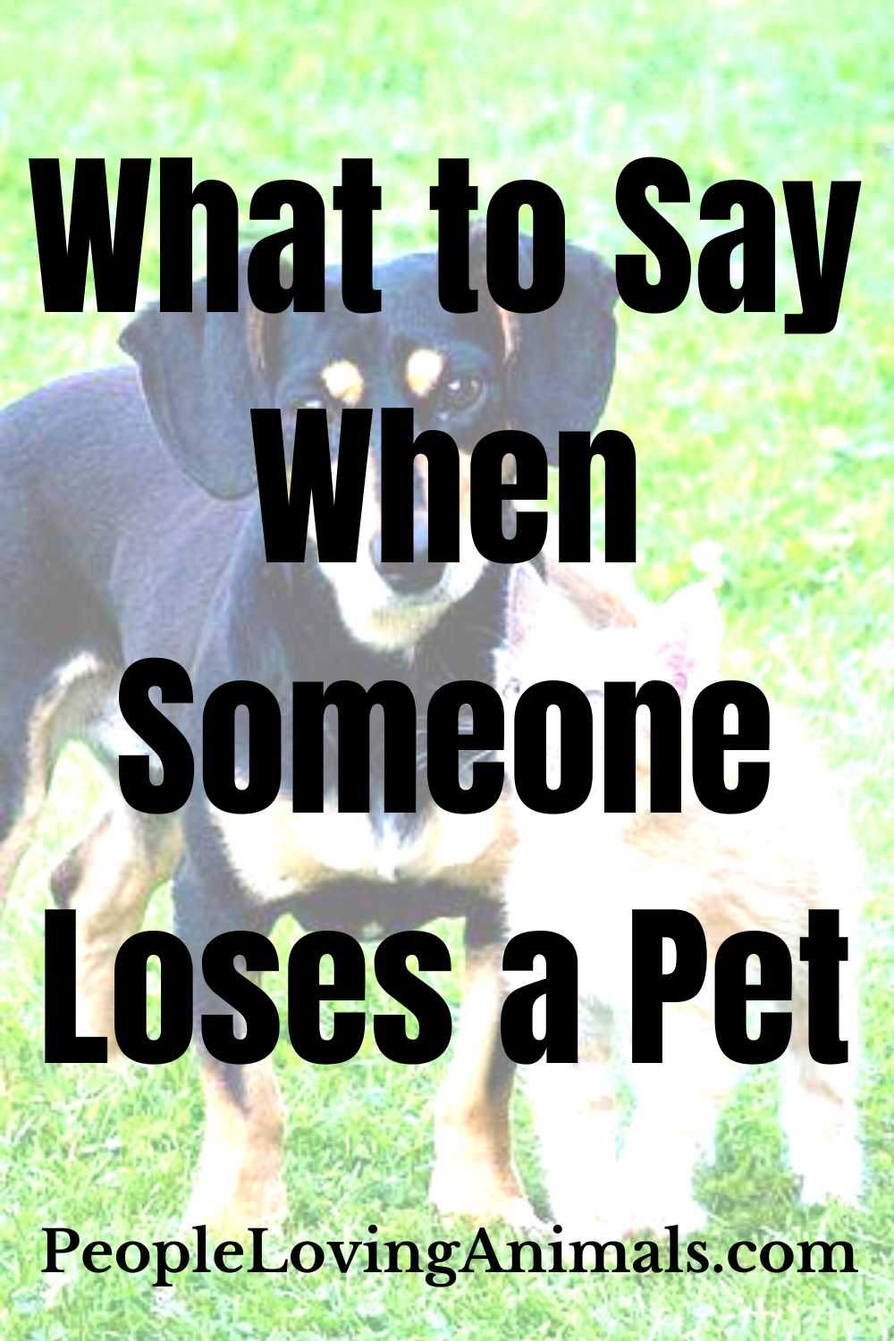 What to Say When Someone Loses a Pet And What NOT To Say