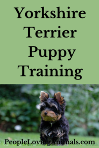 yorkshire terrier puppy training