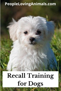 recall training for dogs