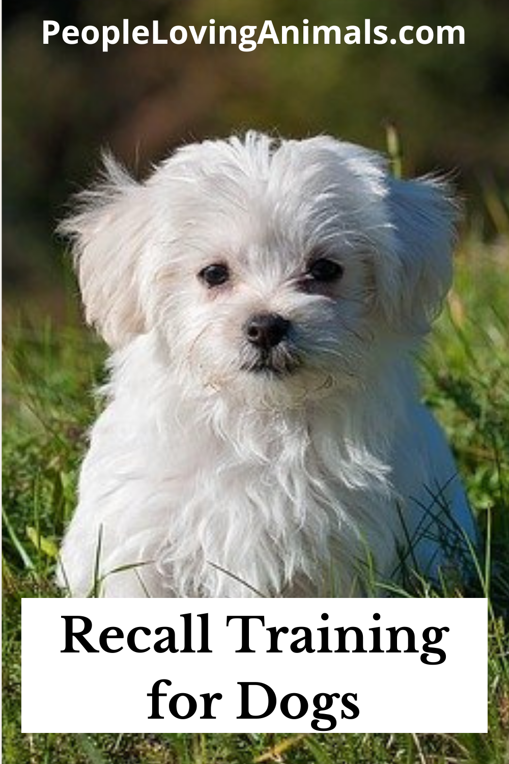 Recall Training For Dogs - 4 Reasons Why Your Dog Won't Come