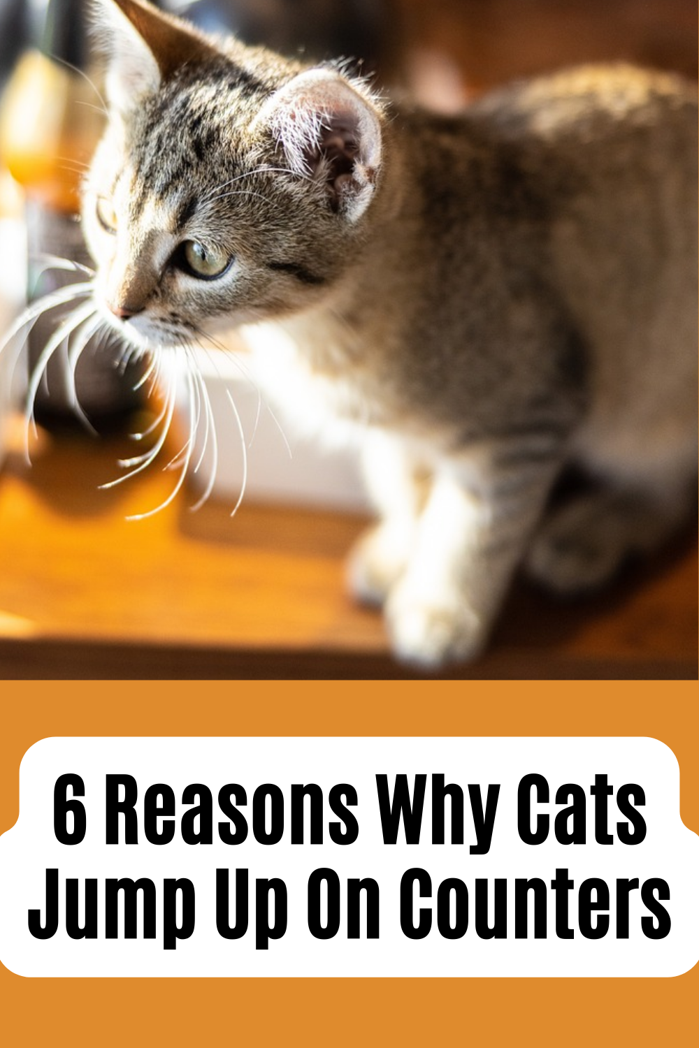 How to Keep Cats Off Counters Super Effective Tips