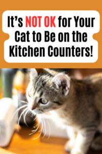 keep cat off counter