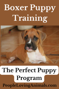 boxer puppy training