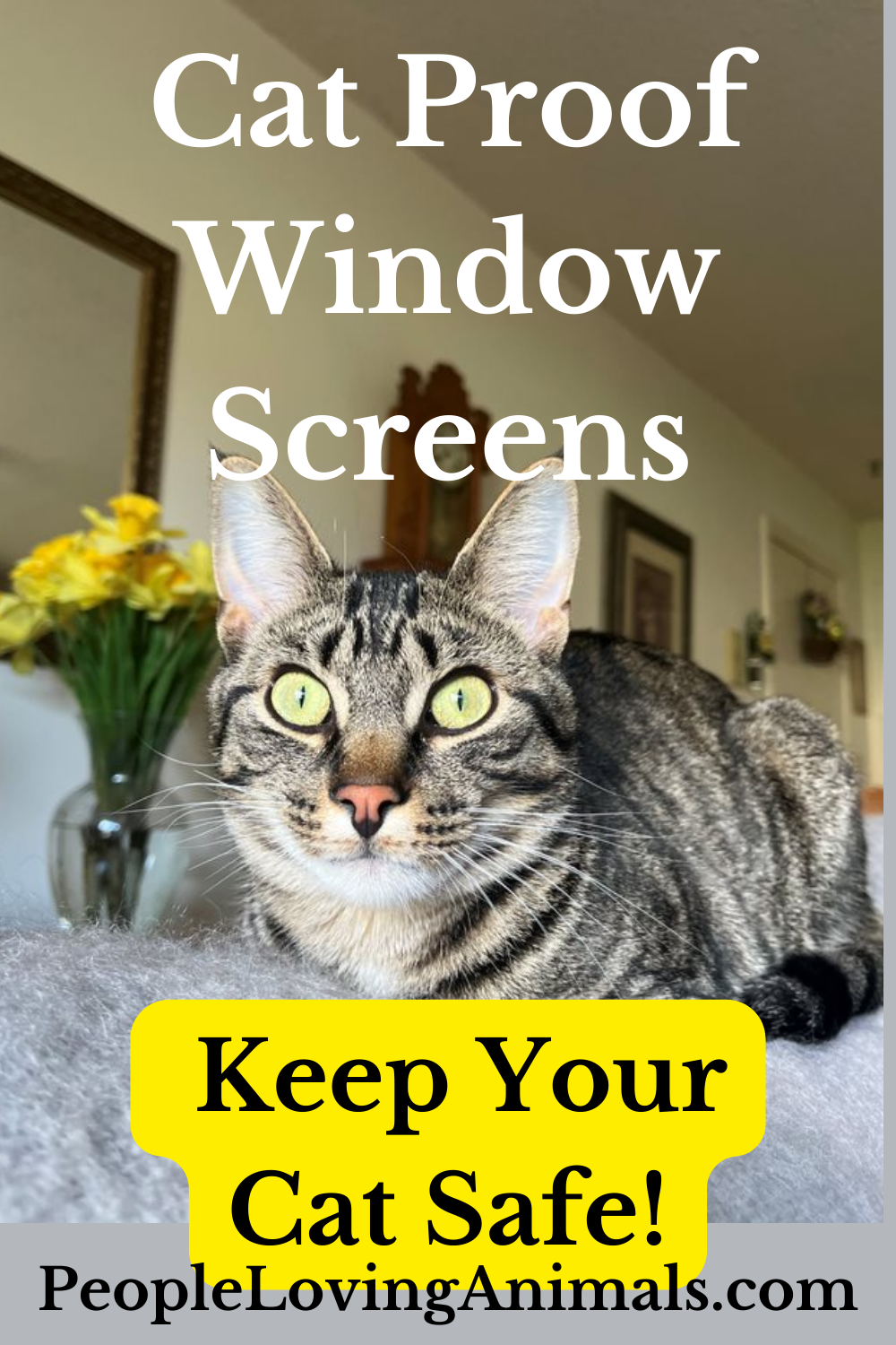 Cat Proof Window Screens - Keep Your Cat Safe!