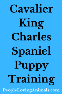king charles spaniel training