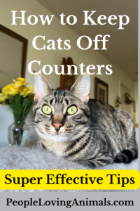 how to keep cats off counters