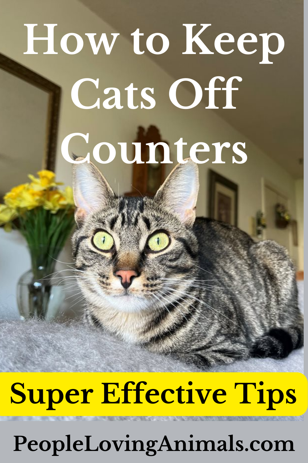 How to Keep Cats Off Counters Super Effective Tips