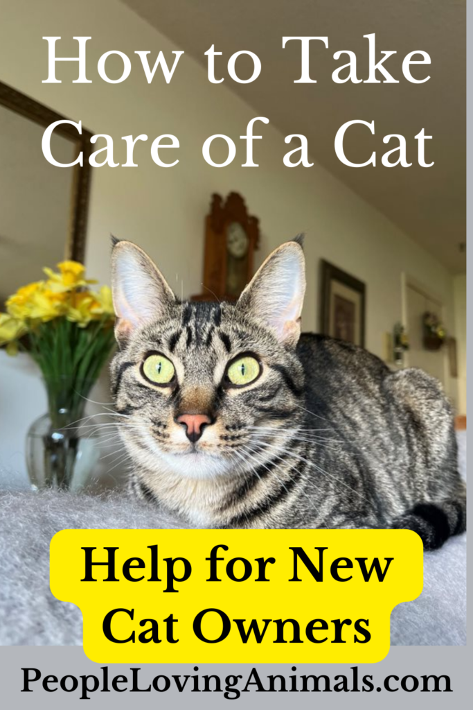How to Take Care of a Cat Guide For FirstTime Cat Owners