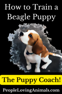 how to train a beagle puppy