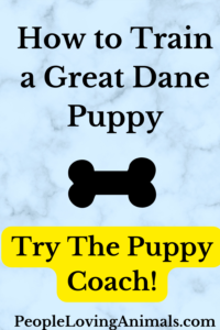 how to train a great dane puppy