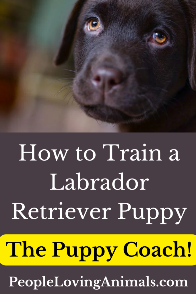 How to Train a Labrador Retriever Puppy The Puppy Coach!