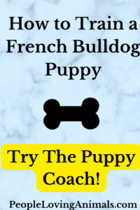 how to train a french bulldog puppy