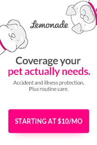 lemonade cat insurance