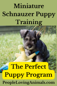 Miniature Schnauzer Puppy Training
