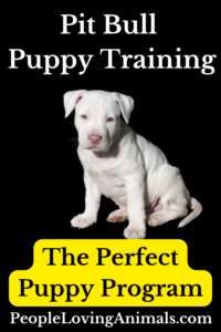 pit bull puppy training