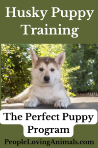 husky puppy training