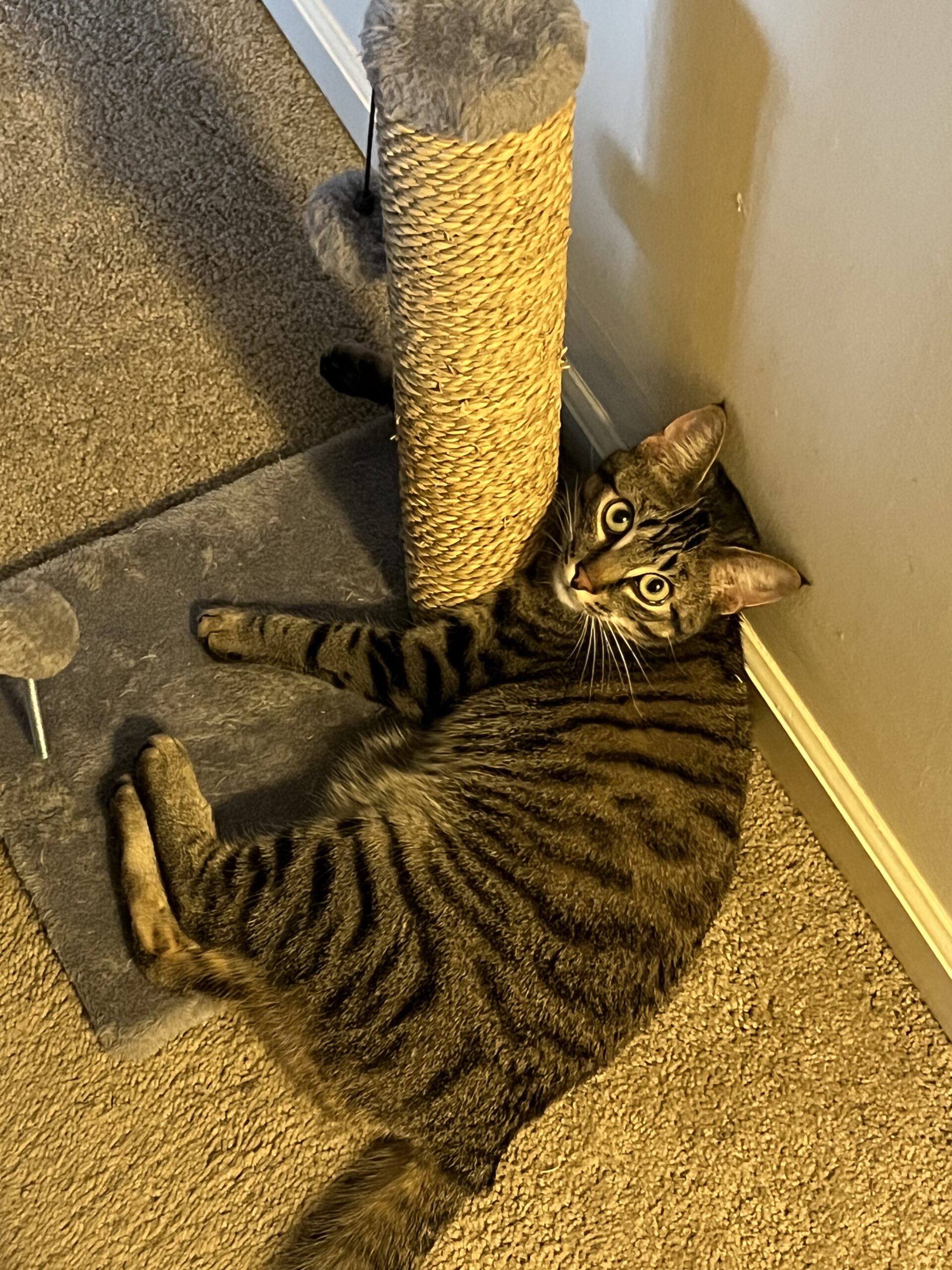 How to Stop Cats from Fighting Why Cats Fight and Solutions