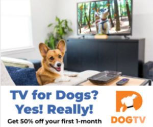 What is Dog TV?