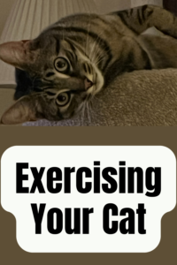 exercising your cat