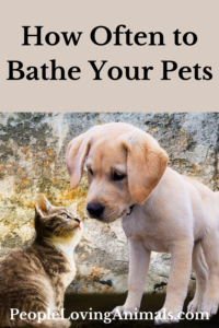 How Often to Bathe Your Pets