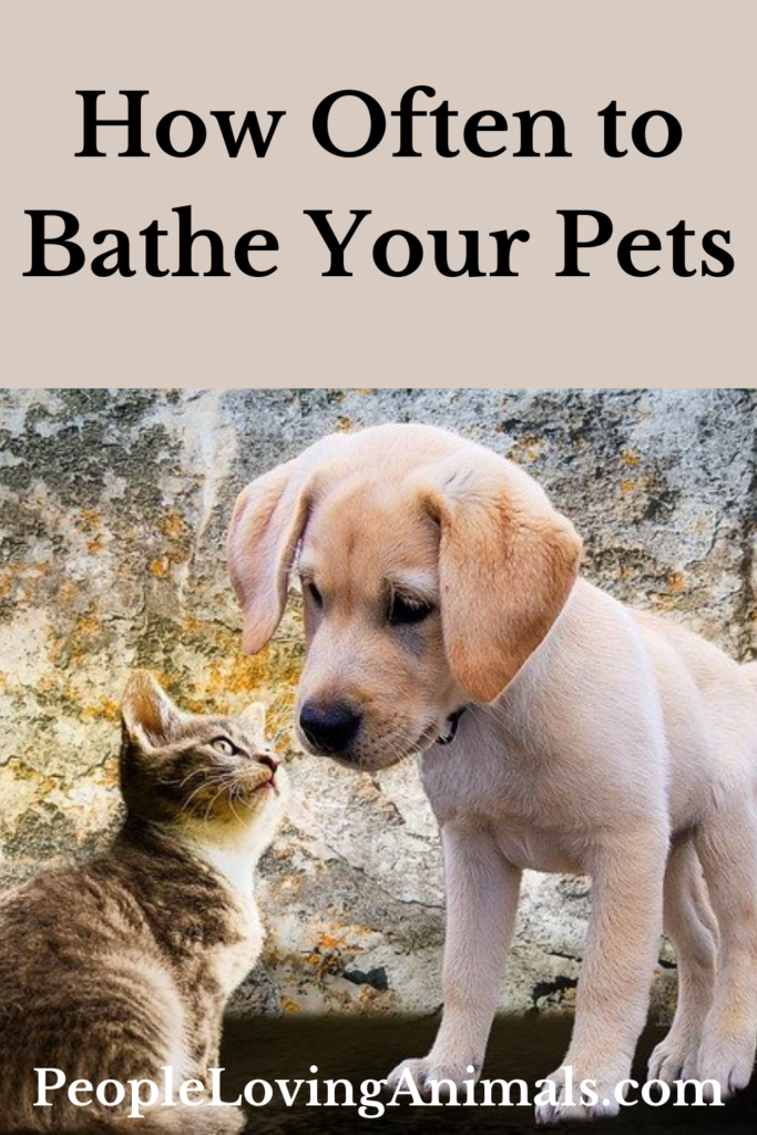 How Often to Bathe Your Pets - Dogs Monthly, Cats NEVER!
