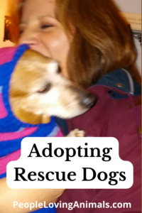 adopting rescue dogs