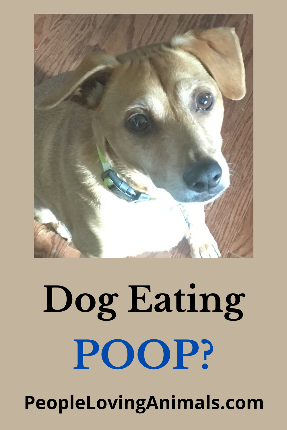 How to Get a Dog to Stop Eating Poop REAL Solutions!