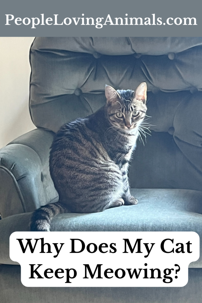 why-does-my-cat-keep-meowing-cat-meowing-excessively